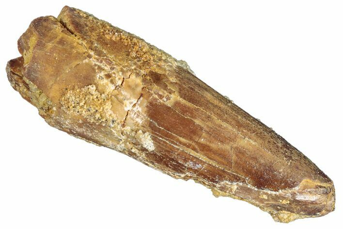 Fossil Spinosaurus Tooth - Real Dinosaur Tooth #268175